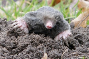 Blind Mole Rat Bioquakes