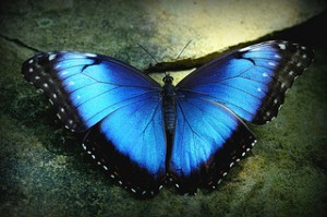 Morpho Butterfly