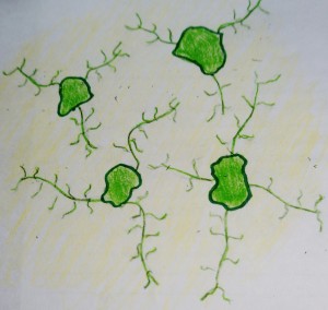 Microglia