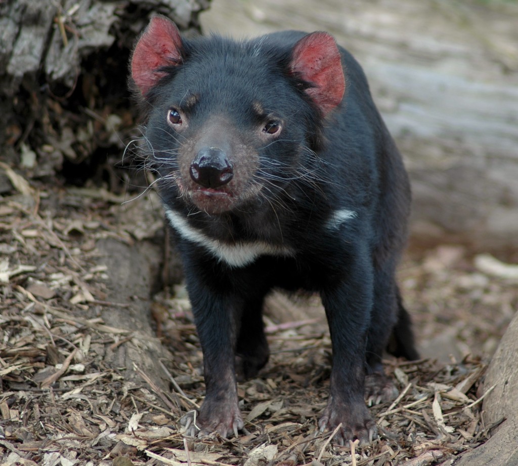 Tasmanian Devil Extinction on the Horizon – BioQuakes