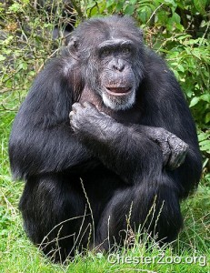 Chimpanzee