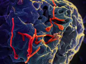 Ebola Virus 