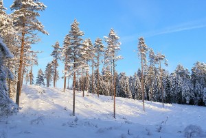 A Long Winter's Nap: How Deciduous and Evergreen Trees Survive the Winter -  Premier Tree Solutions