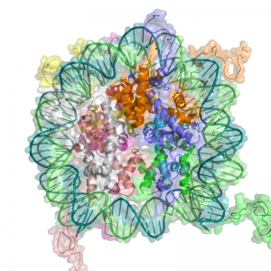 800px-Nucleosome_1KX5_2