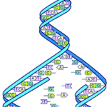 Dna-split