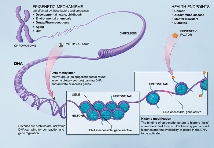 Epigenetic_mechanisms