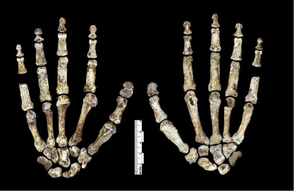 Homo_naledi_hand