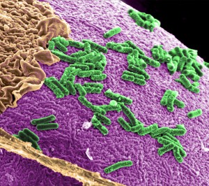 Gut Microbe
