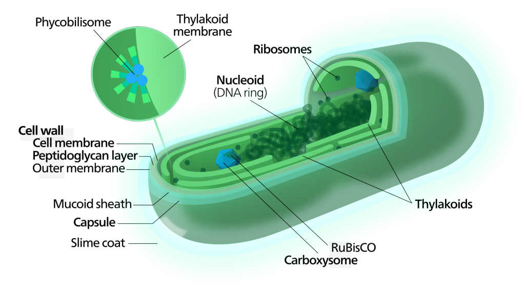 2000px-cyanobacterium-inline-svg