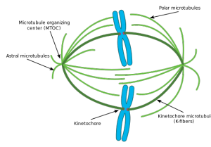 Kinetochores on chromosomes attach to spindle fiber during cell division 