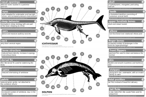ichthyosaur_vs_dolphin-svg