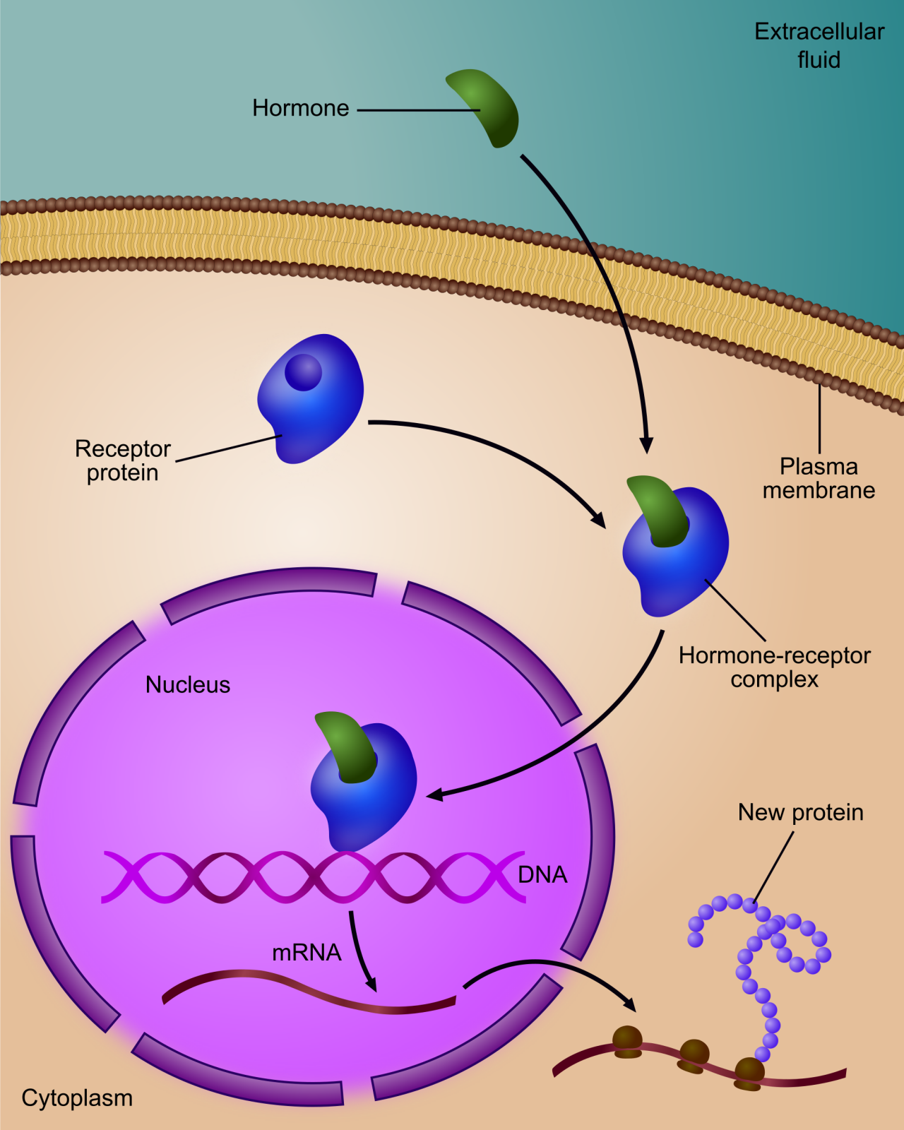 dengue-fever-bioquakes