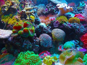 https://pixabay.com/en/coral-coral-reef-reef-sea-567688/