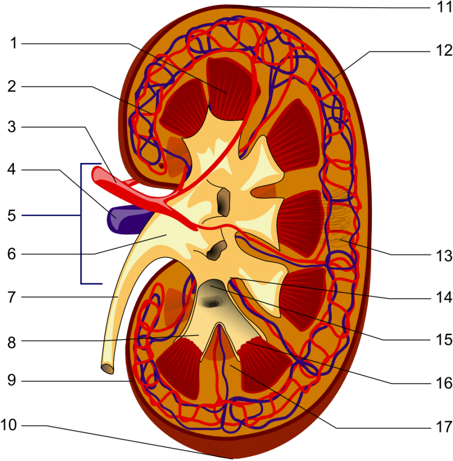 scientists-developing-ways-to-stop-kidney-failure-bioquakes