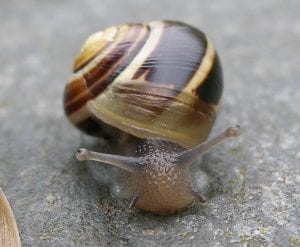 A Land Snail