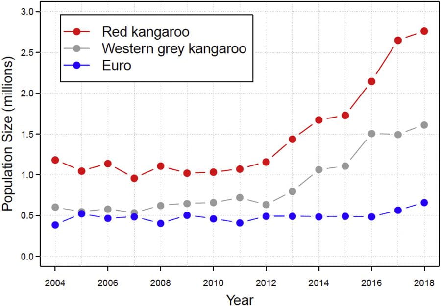 Rampant Roos The Problematic Kangaroo Overpopulation BioQuakes